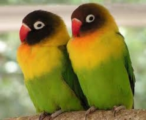 3. Lovebirds