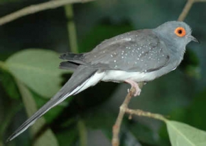 13. Diamond Doves