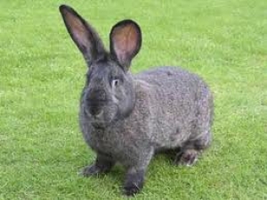 2. Giant Rabbits