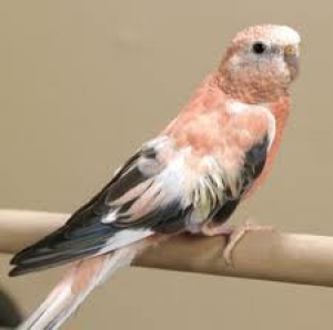 5. Bourkes Parakeets