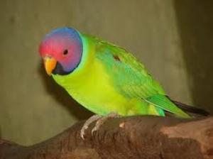 6. Parakeets