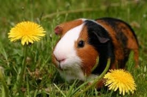 7. Guinea Pigs