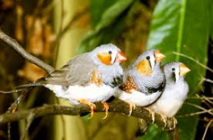 8. Finches and Canaries