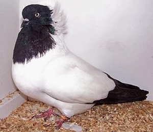 11. Pigeons