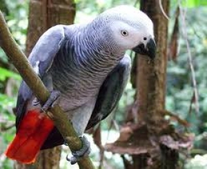 12. Parrots