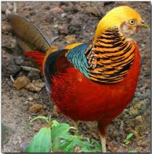18. Pheasants