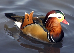 19. Ducks and Geese