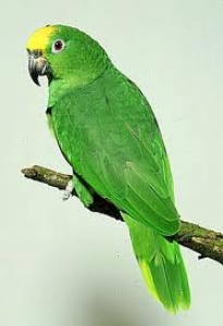 21. Amazon Parrot Aviary