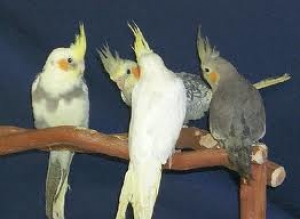 25. Bird Aviary