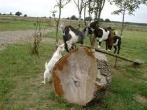 29. Pygmy Goats