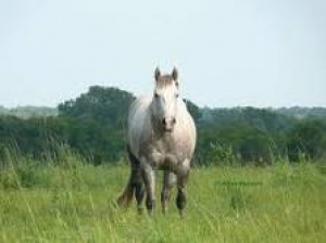 30. Horses