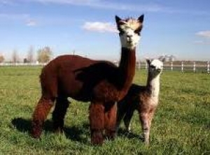 32. Alpacas and Sheep