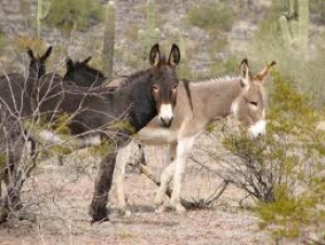 33. Shetland Ponies and Donkeys