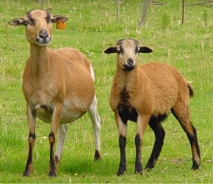 35. Cameroon Sheep