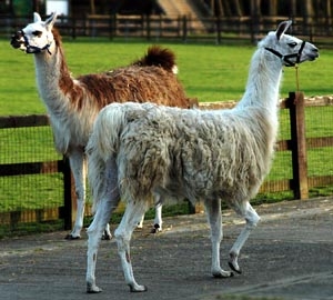 36. Llamas